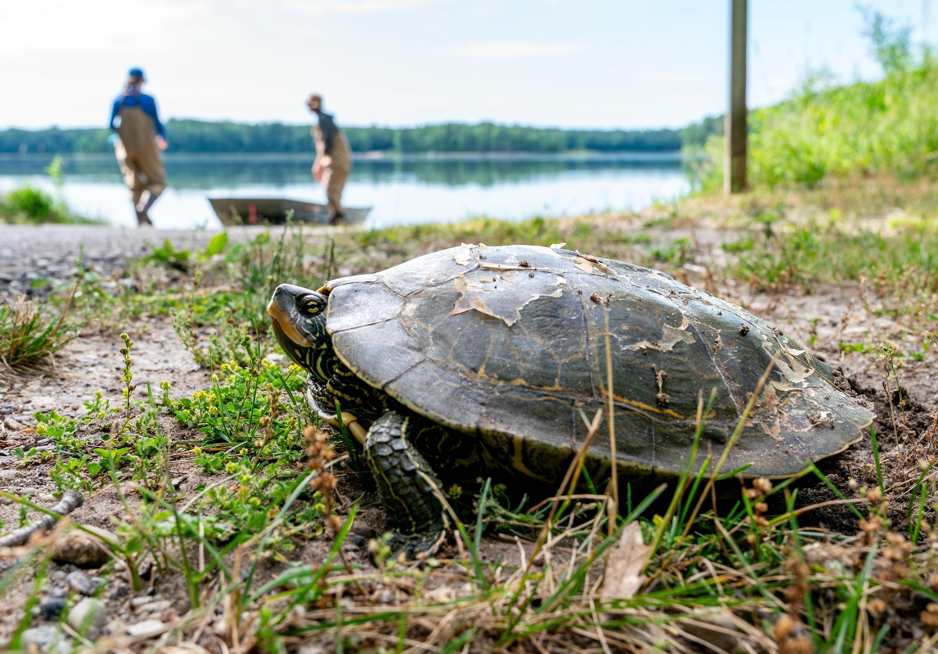 A turtle sits on the grass nearby a lake as two people and a boat are seen in the background.