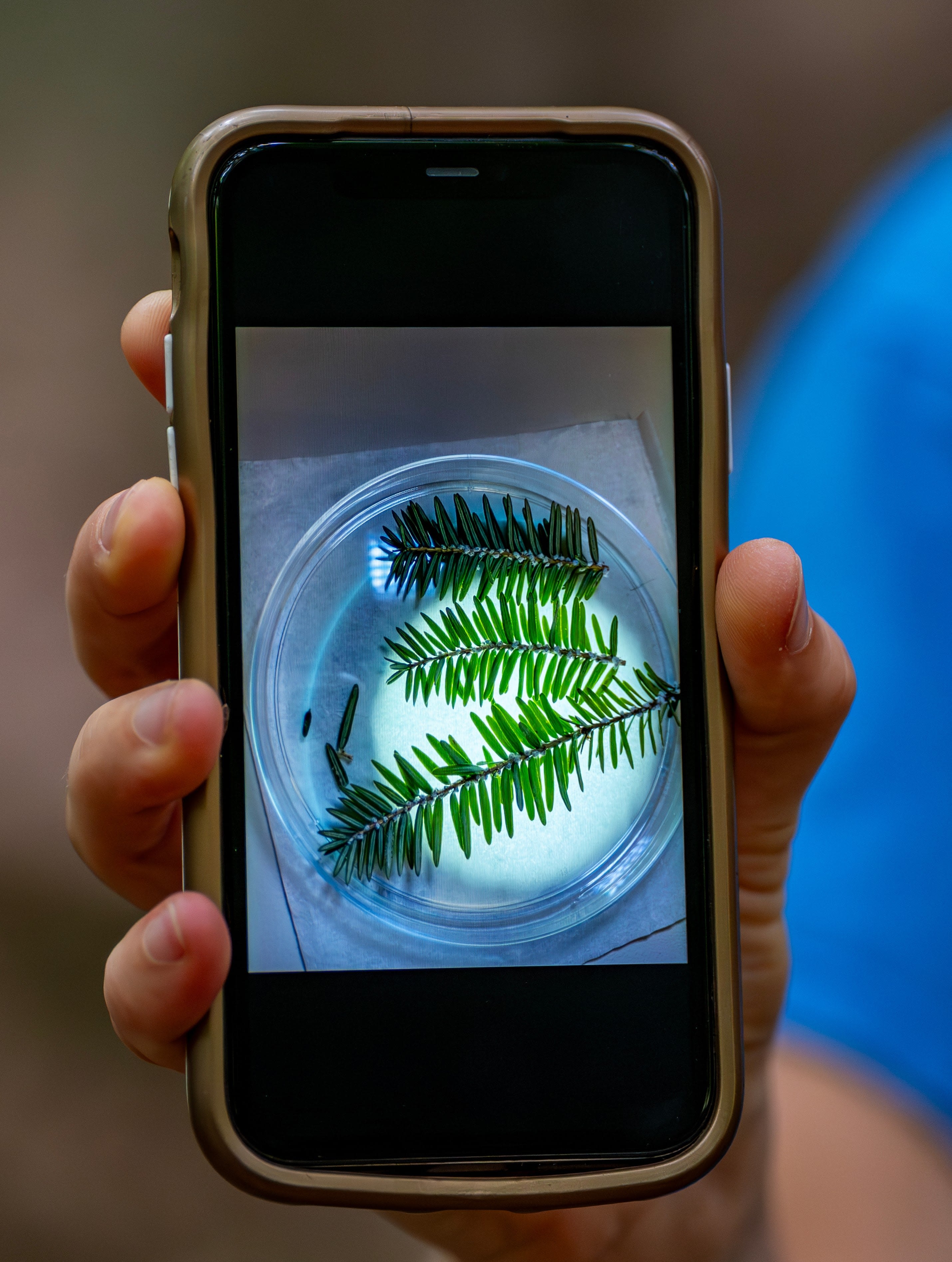 A close-up view of a phone being held showing hemlock leaves.