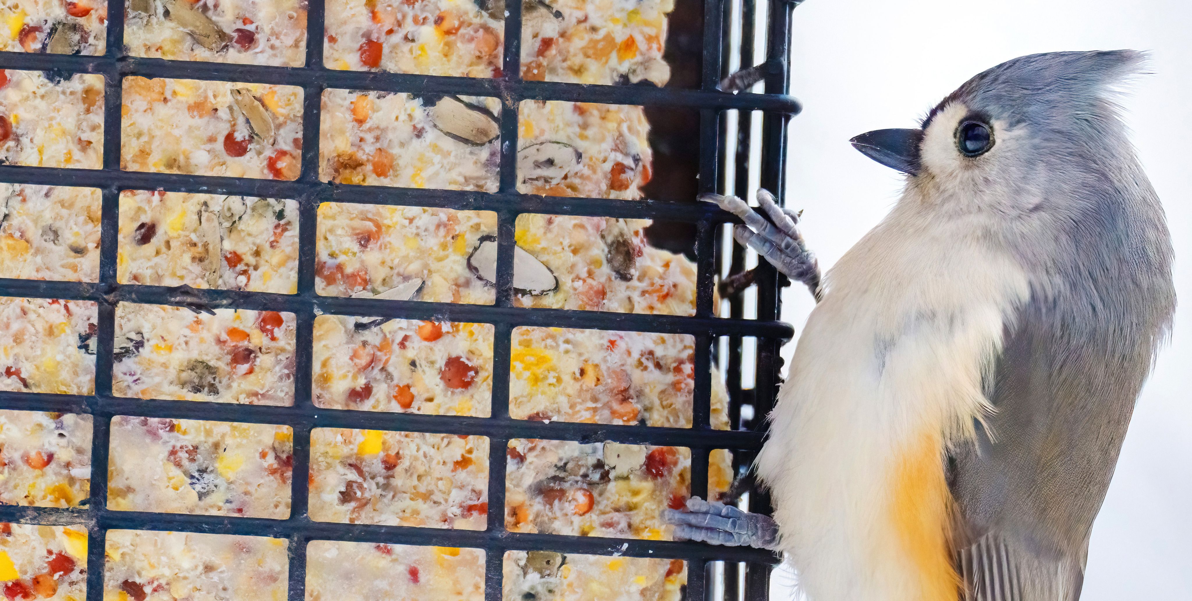A close-up of a Tufted Titmouse perched on the side of a bird feeder.