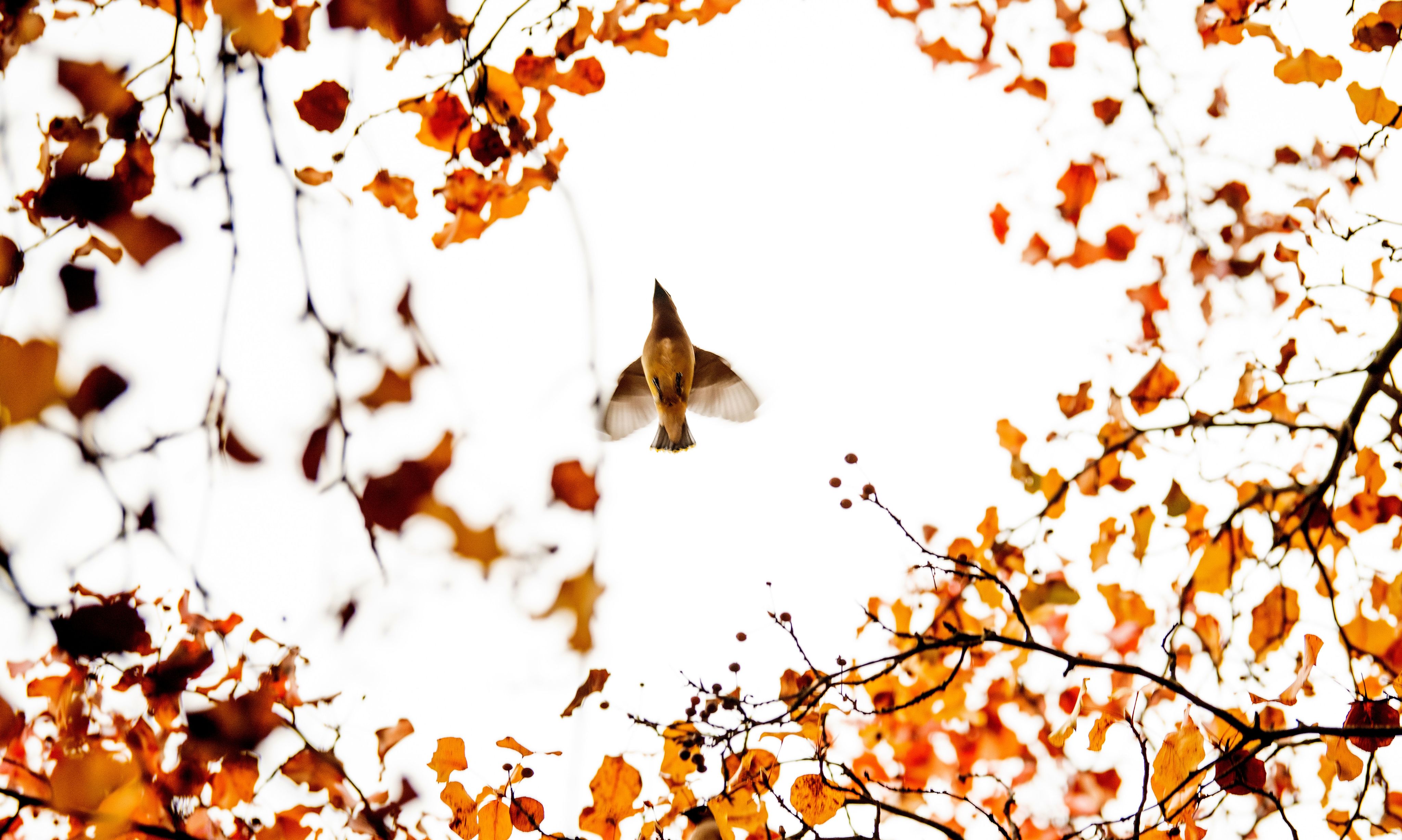 A view from below a Cedar Waxwing flying with orange tree leaves surrounding it.
