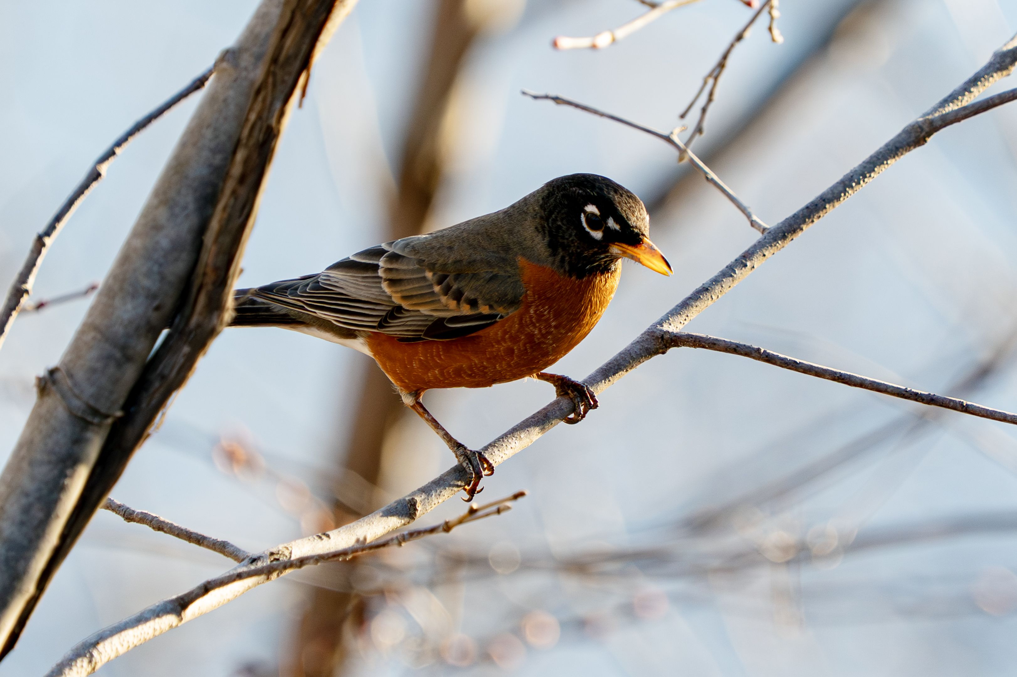 An American Robin perched on a tree branch.