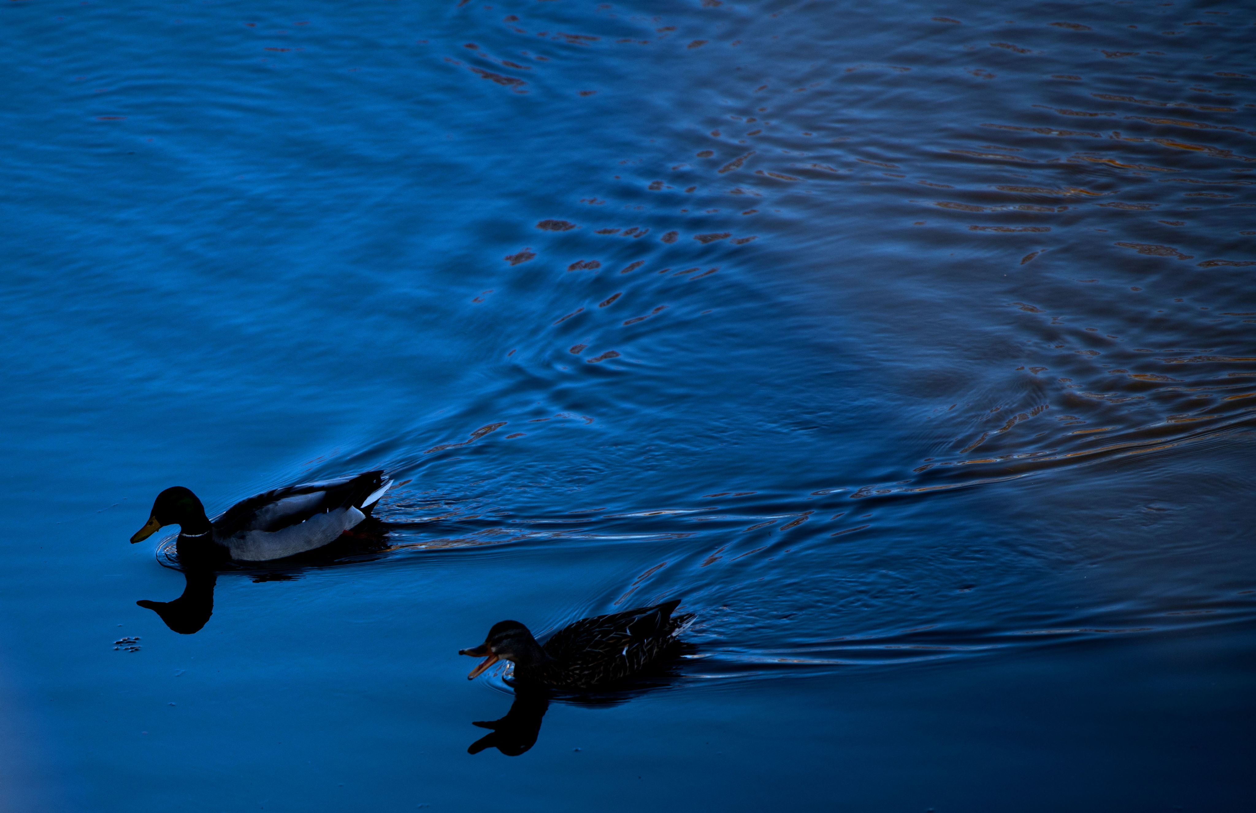 Low-light image of Mallards swimming.