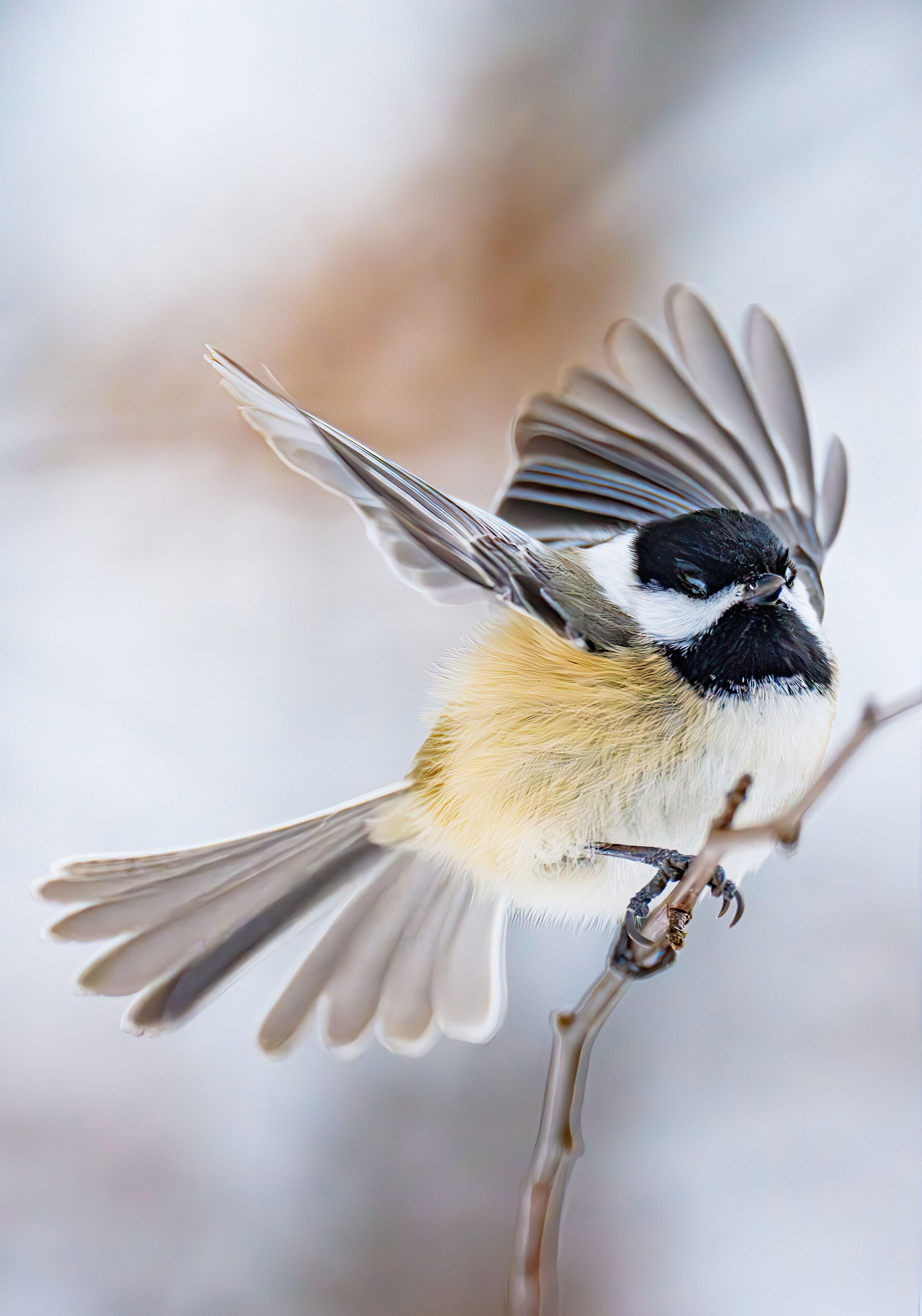 A close-up view of a Chickadee spreading its wings.