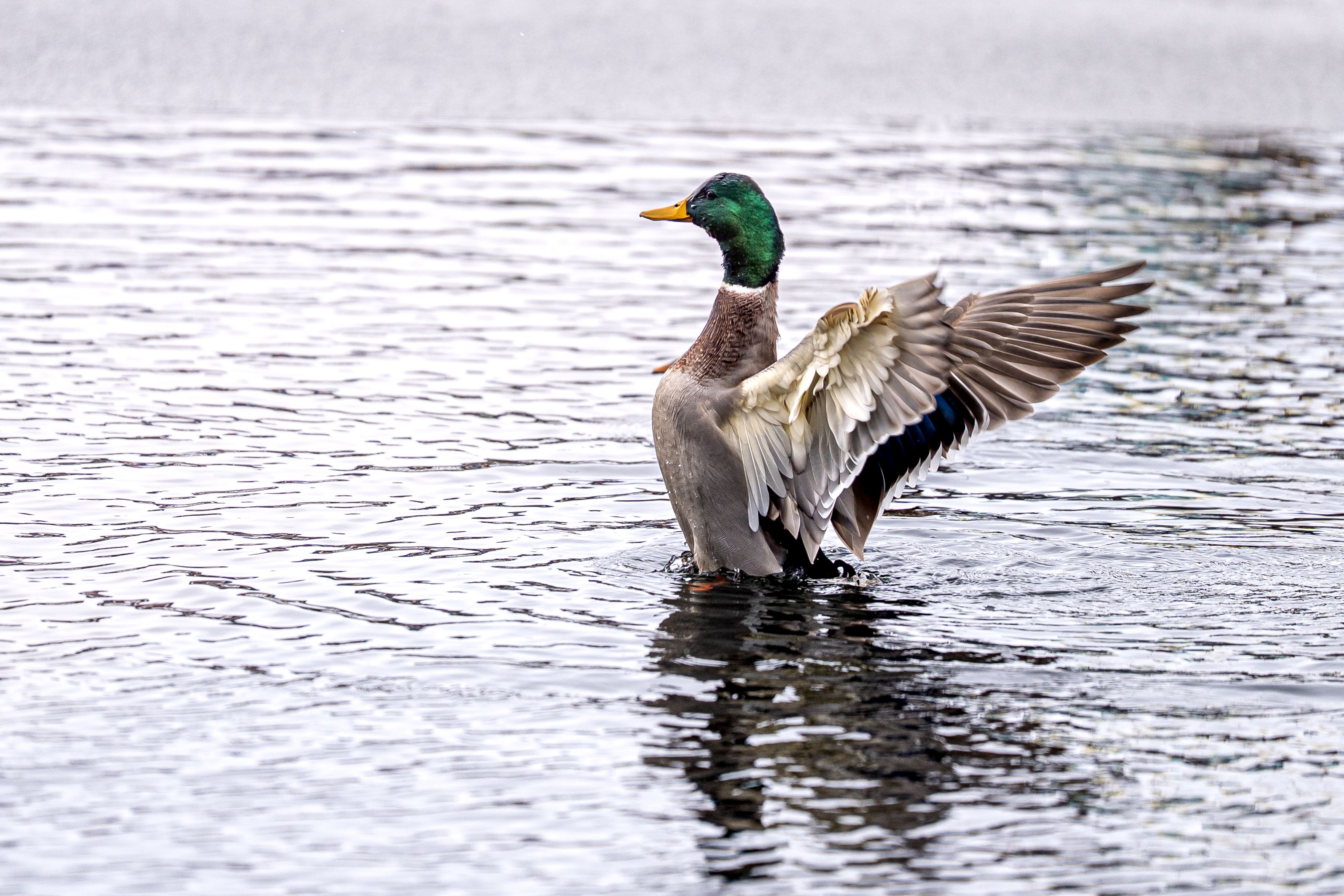 A Mallard spreads its wings while in the water.