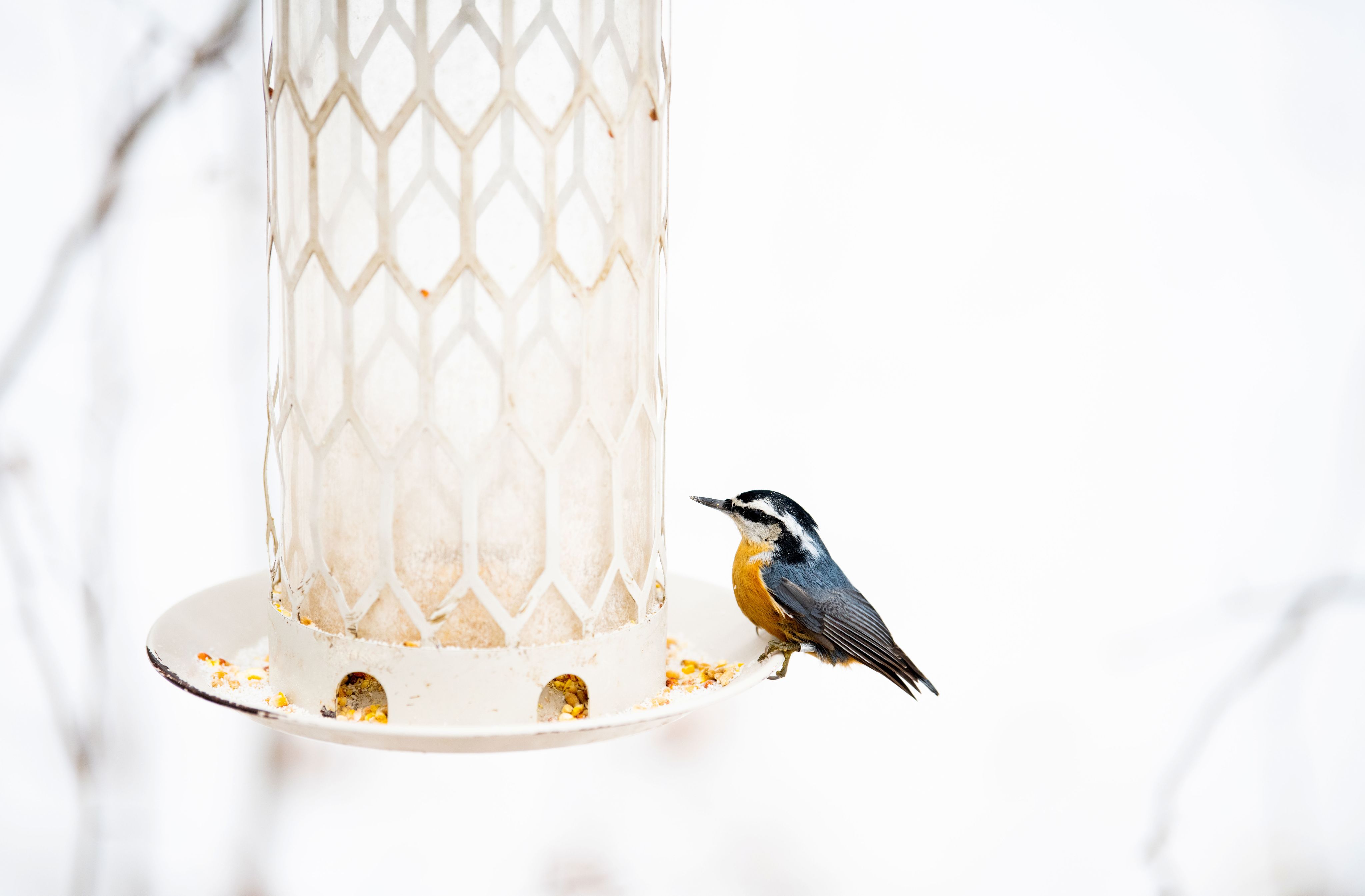 A Red-breasted Nuthatch sits on a birdfeeder.
