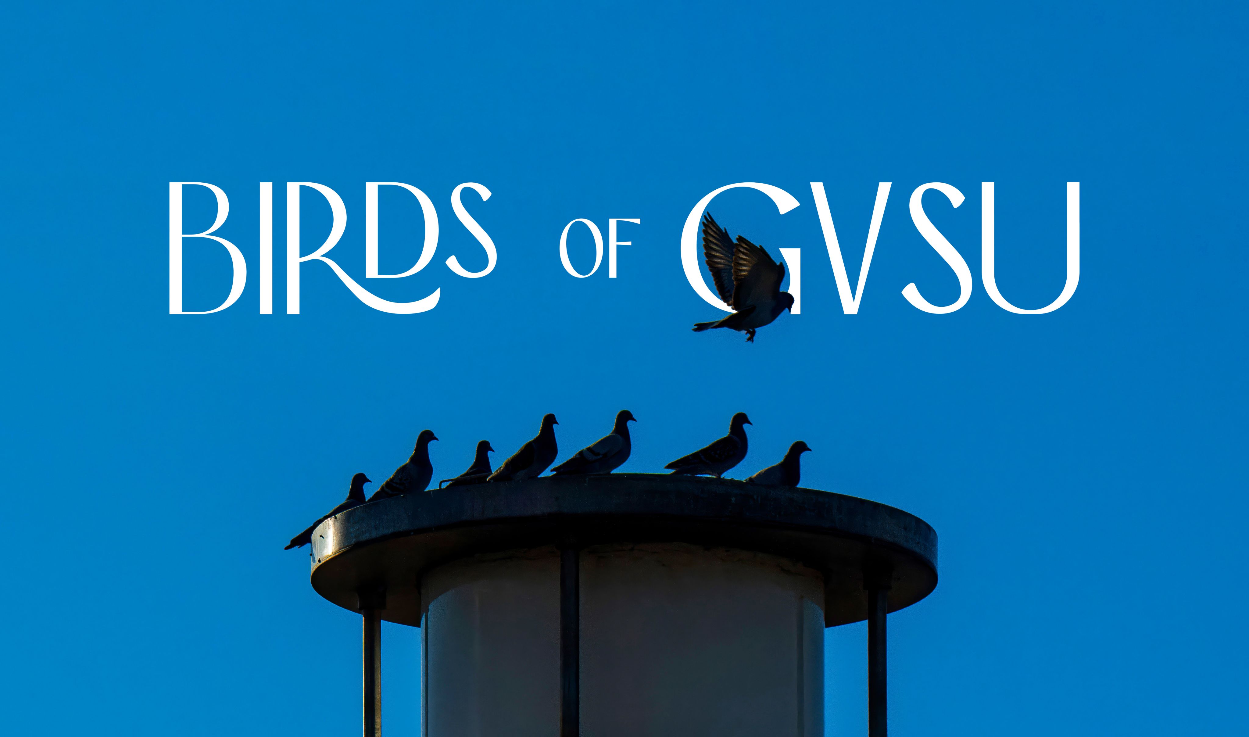 Silhouettes of pigeons with the words "Birds of GVSU"