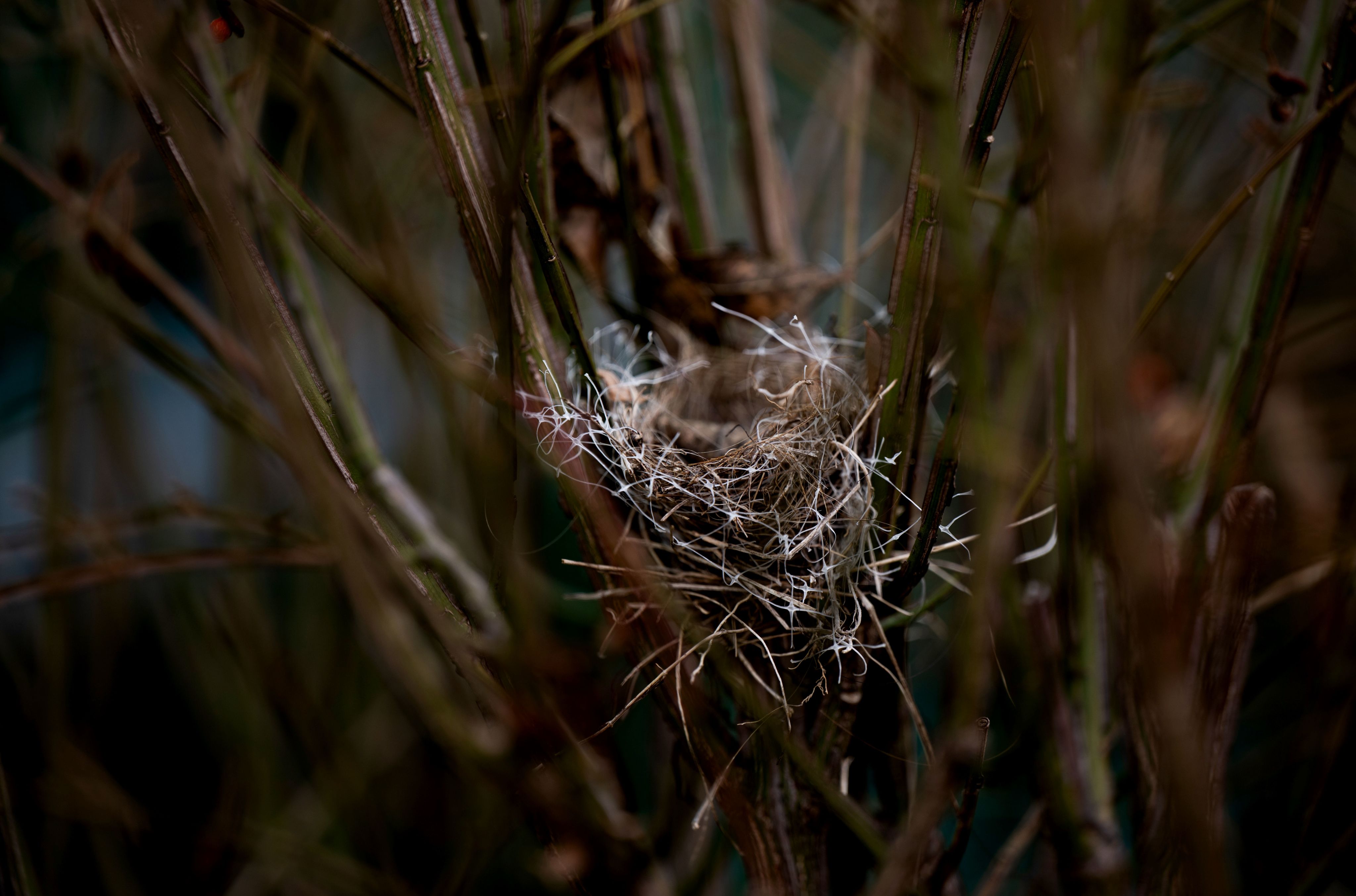 A close-up view of a bird's nest.