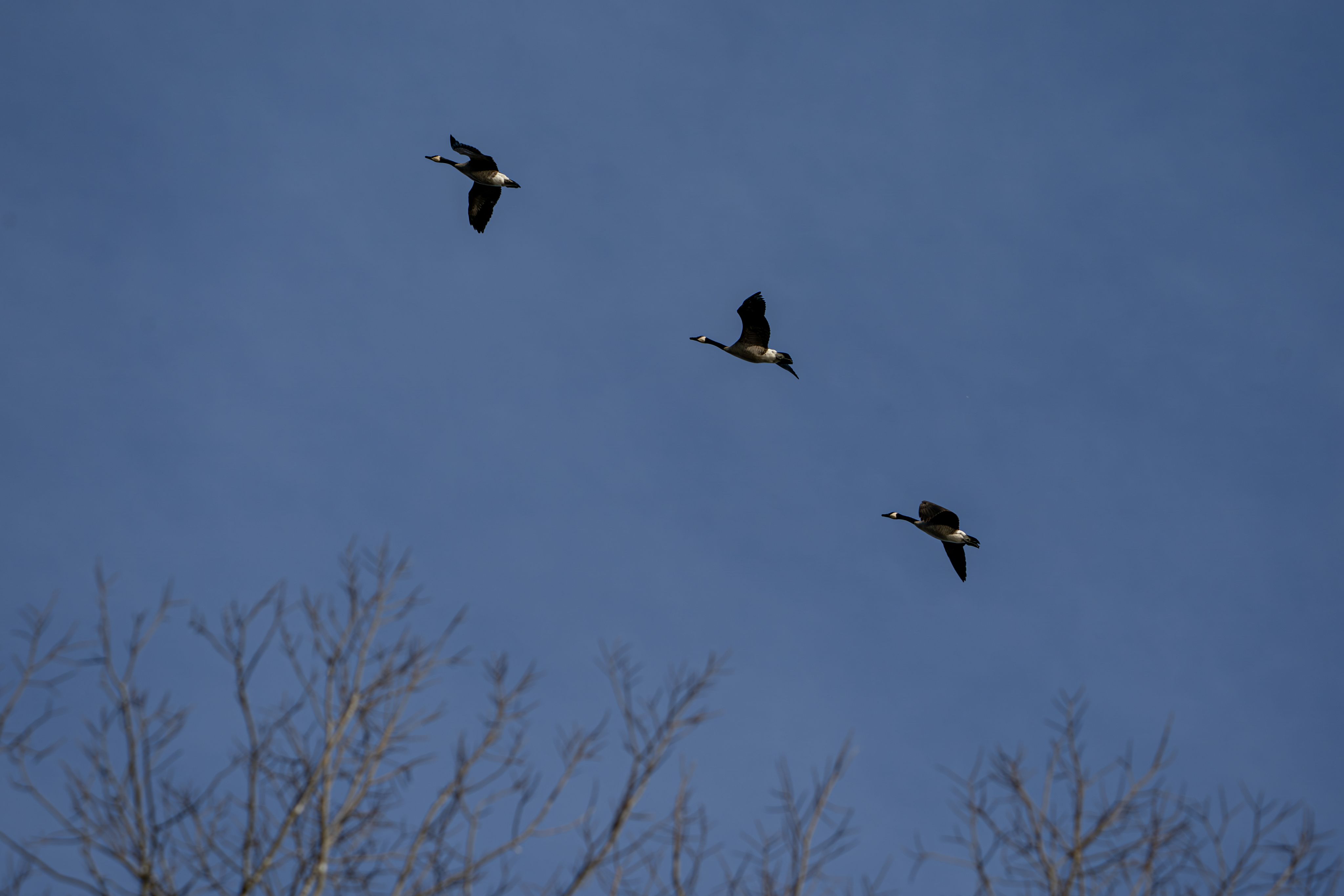Three Canada Geese in a diagonal formation in flight.