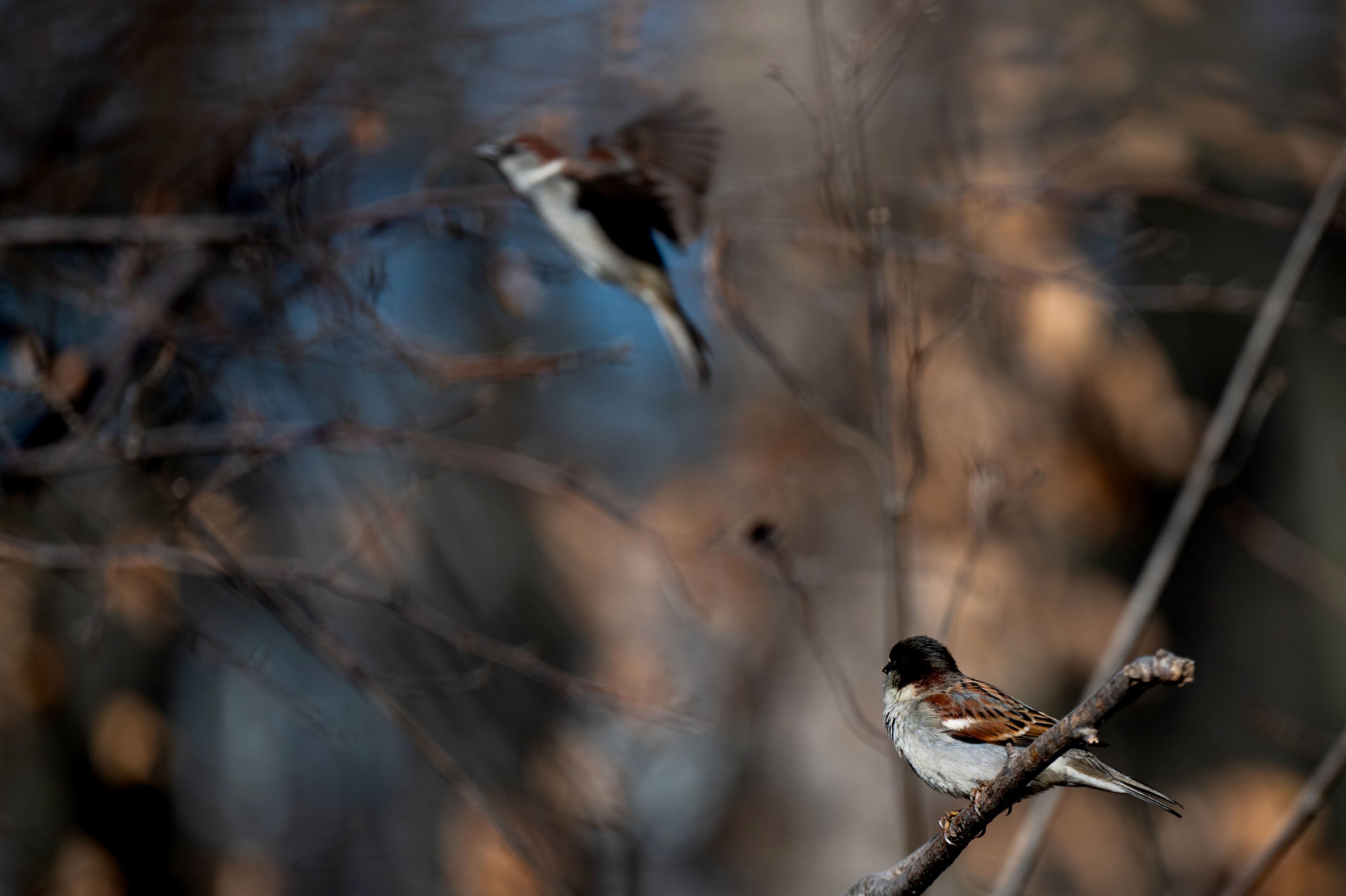 A house sparrow in the foreground watches another in the background take flight.