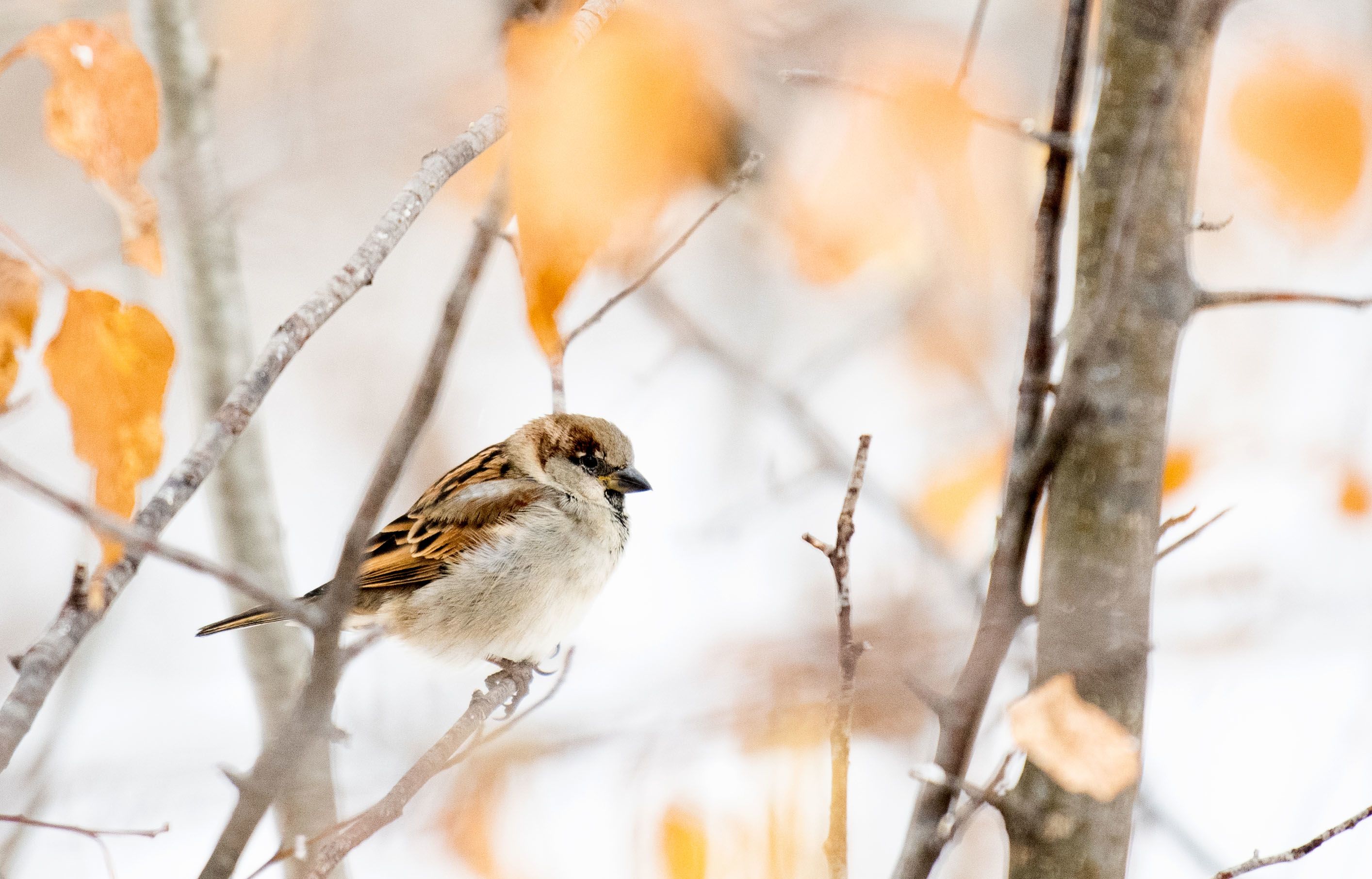 A House Sparrow sits on a branch with orange leaves surrounding it.