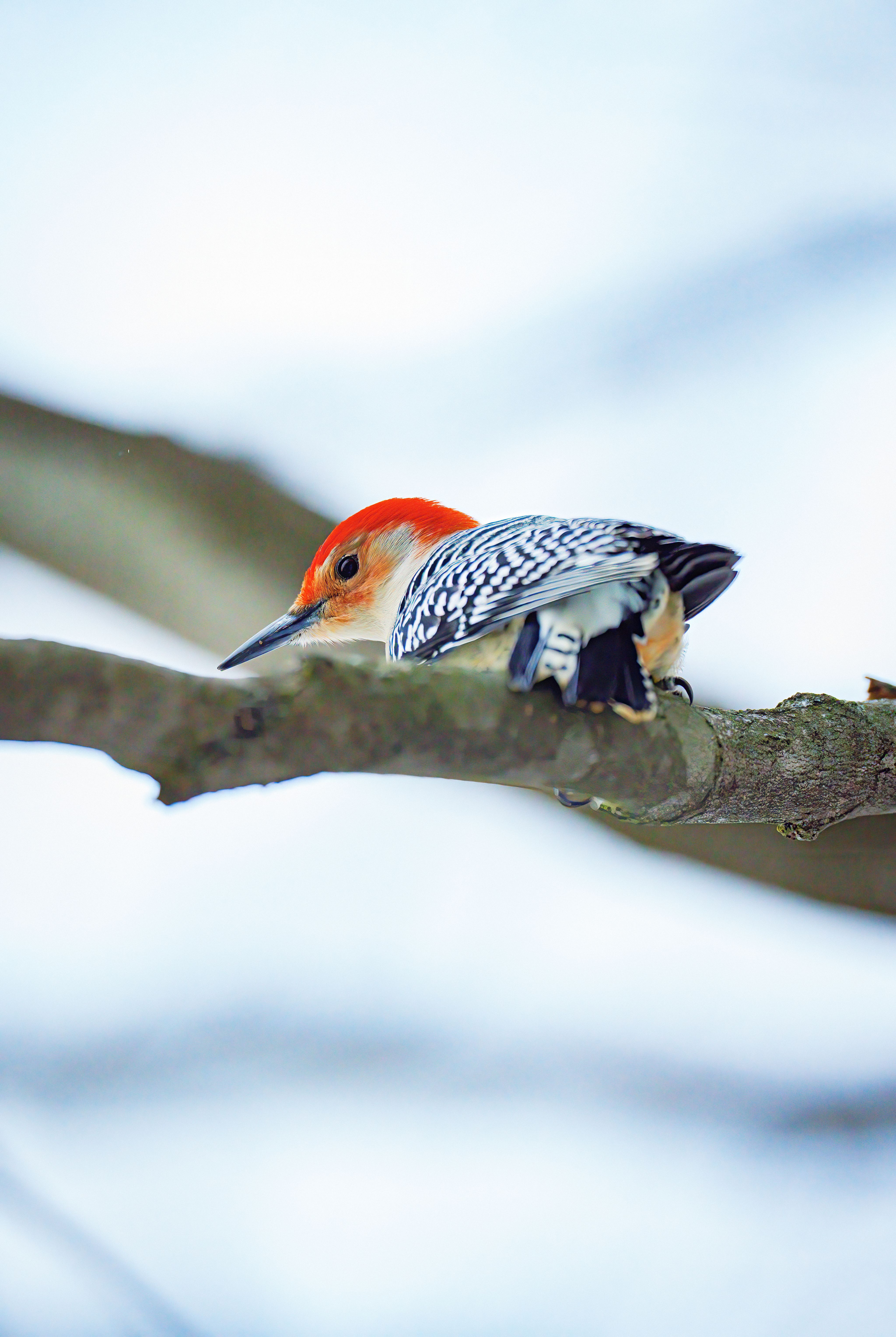A close-up of a Red-bellied Woodpecker perched on a large tree branch.