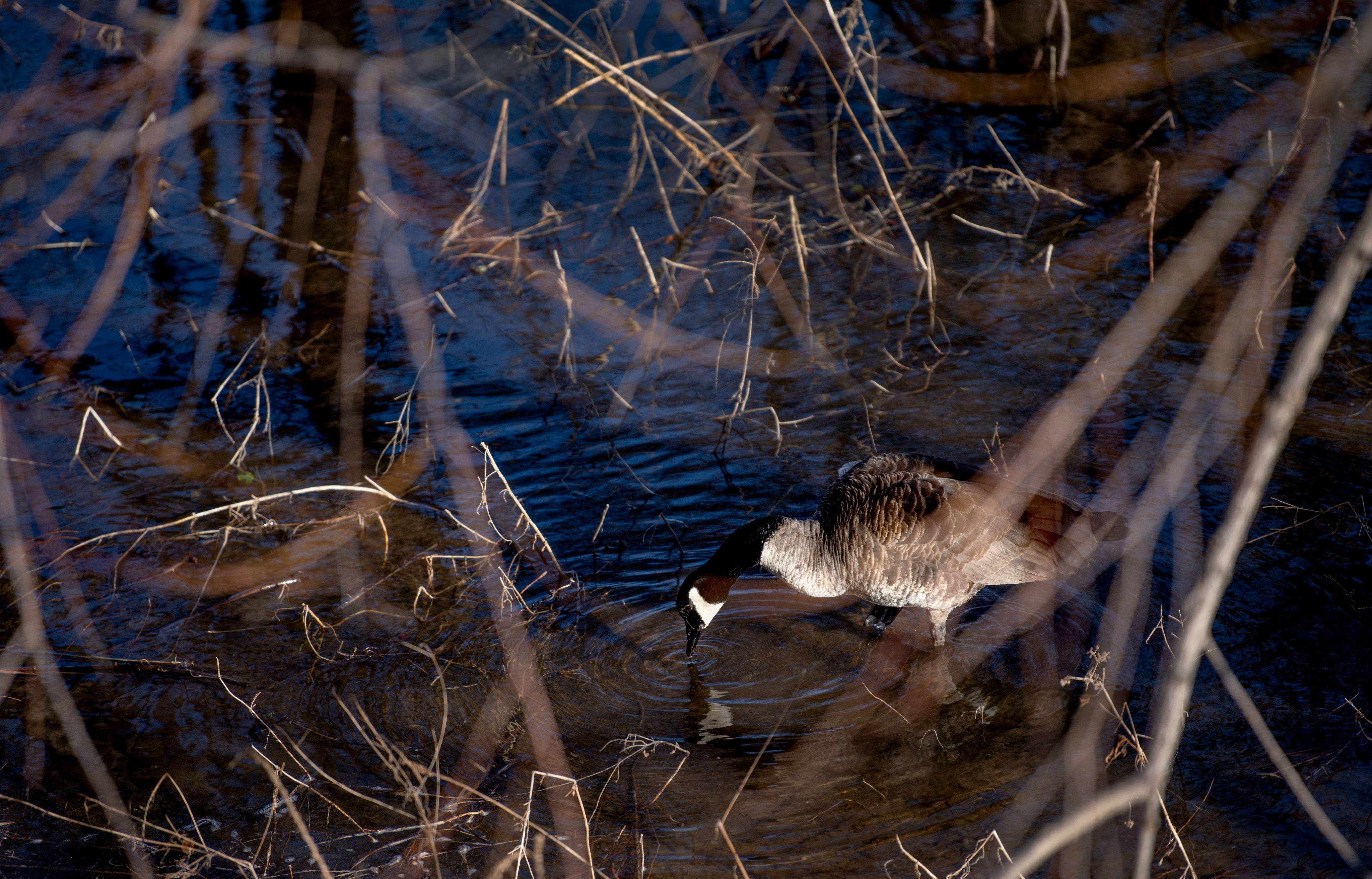 A view through tree branches of a Canada Goose dipping its beak into the water.