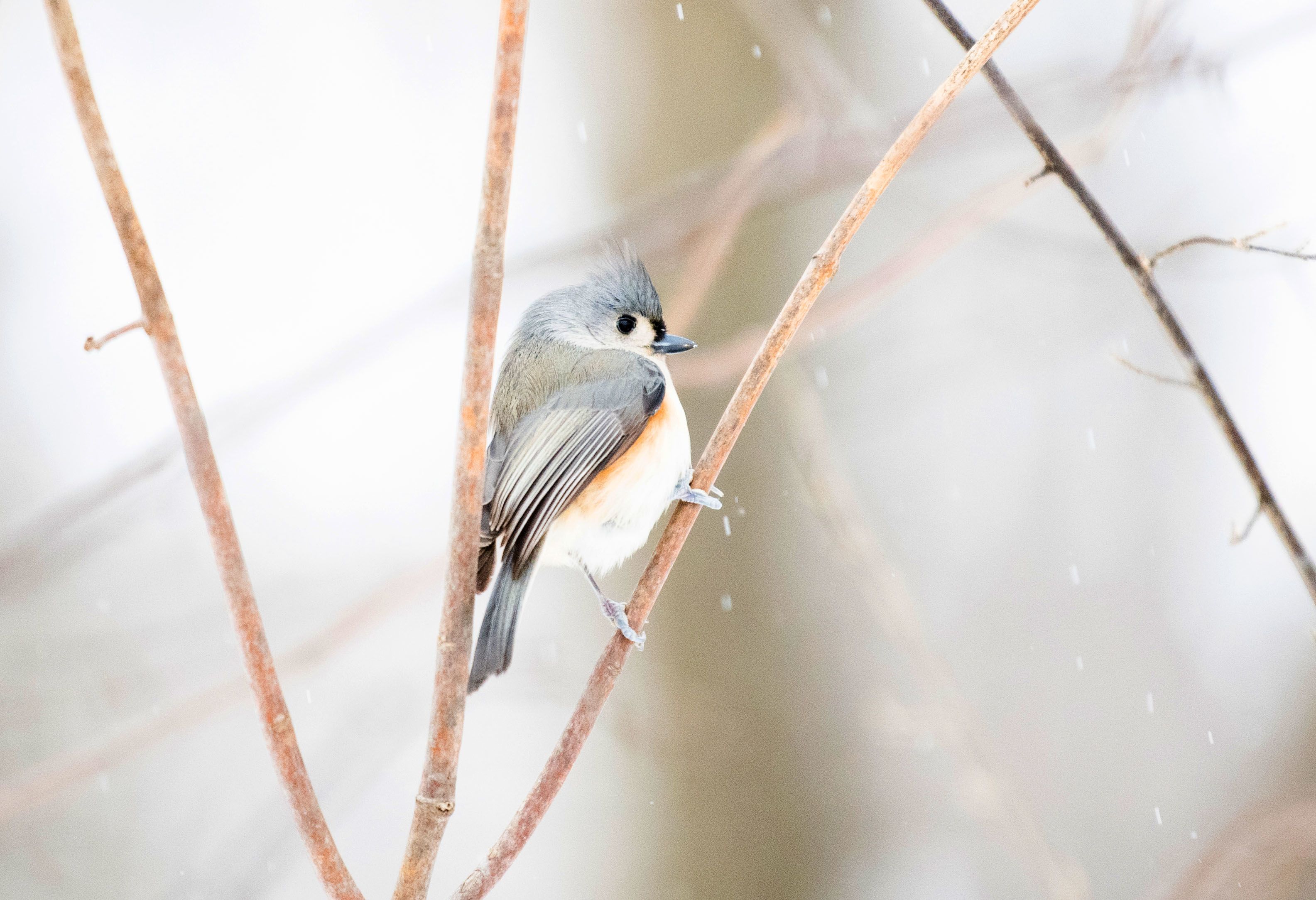 A close-up of a Tufted titmouse perched between two branches.