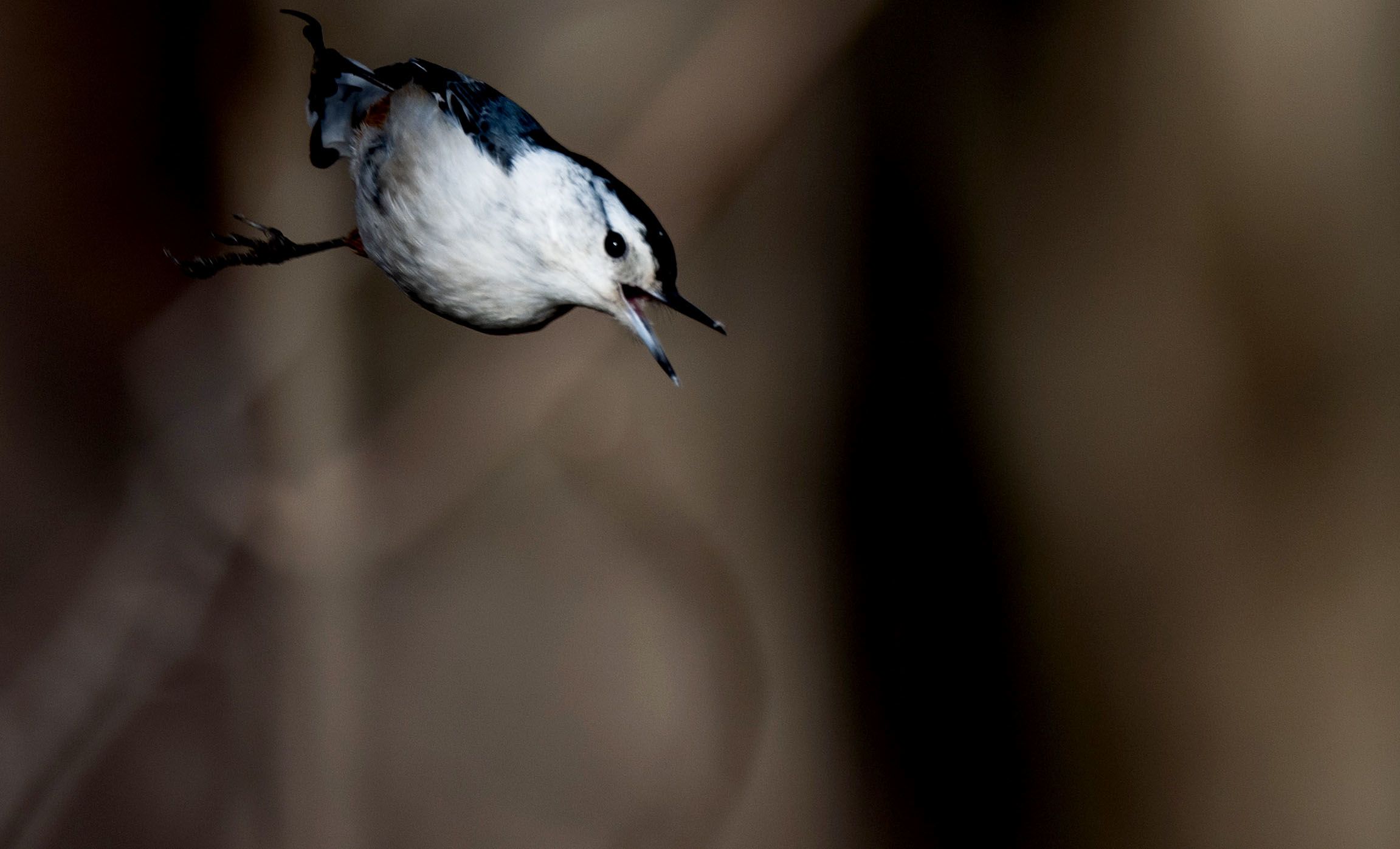 Close-up view of a White-breasted nuthatch chirping.