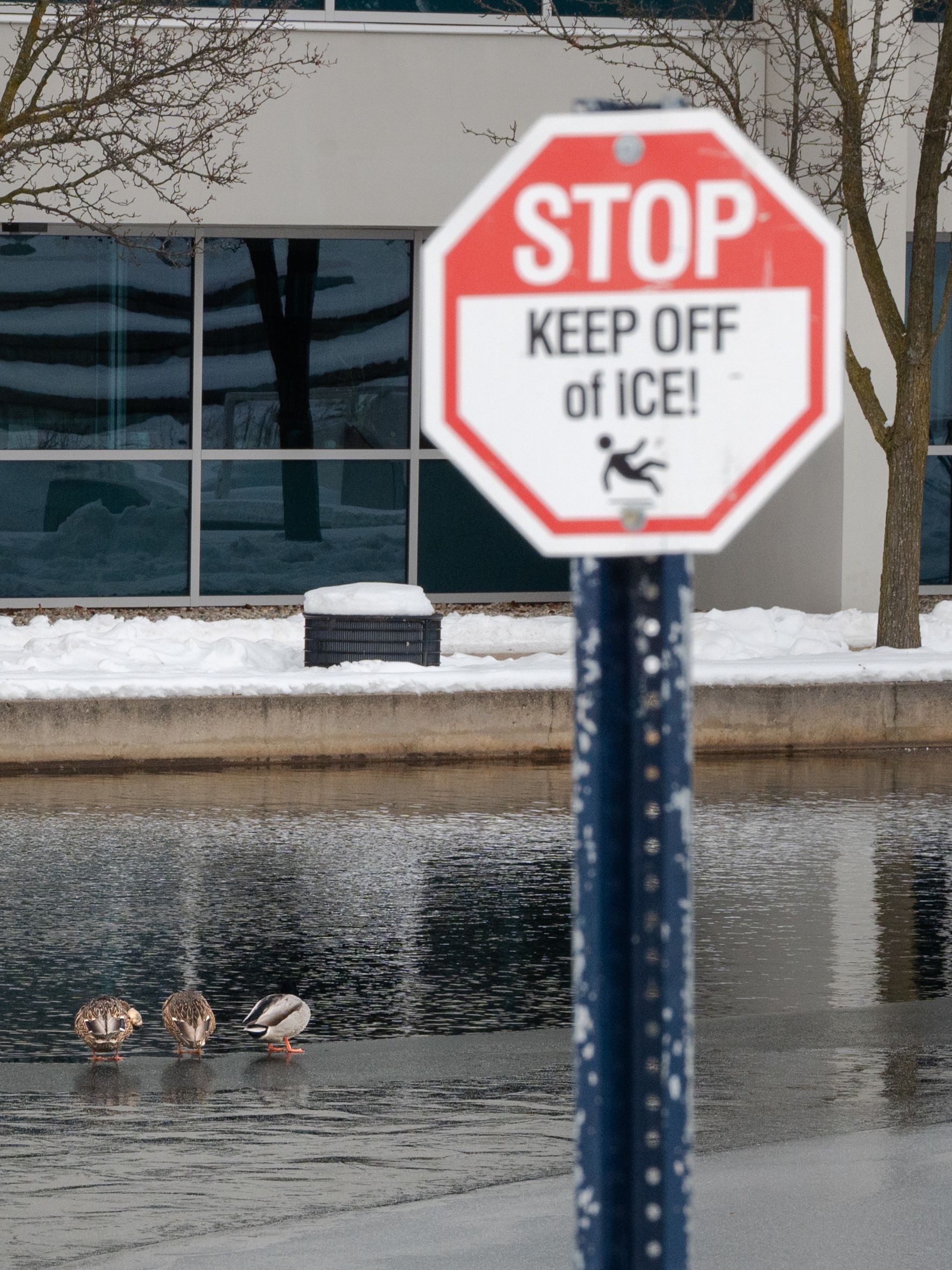 Three Mallards standing on an ice pond with a sign reading "Stop Keep off of ice!" in the foreground.
