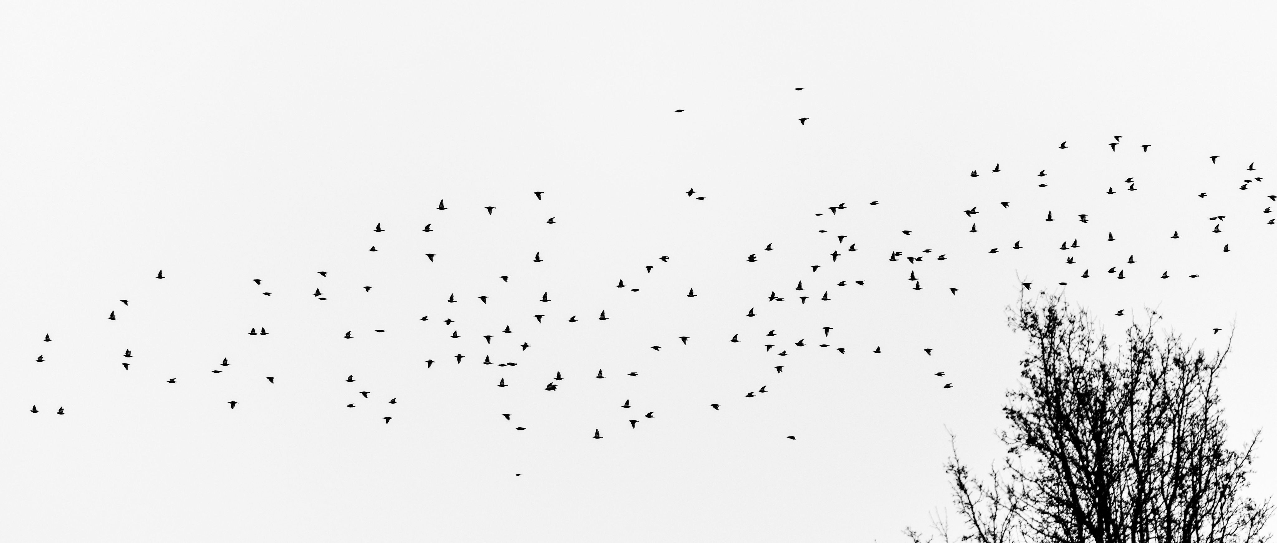 Silhouettes of a flock of birds flying overhead.