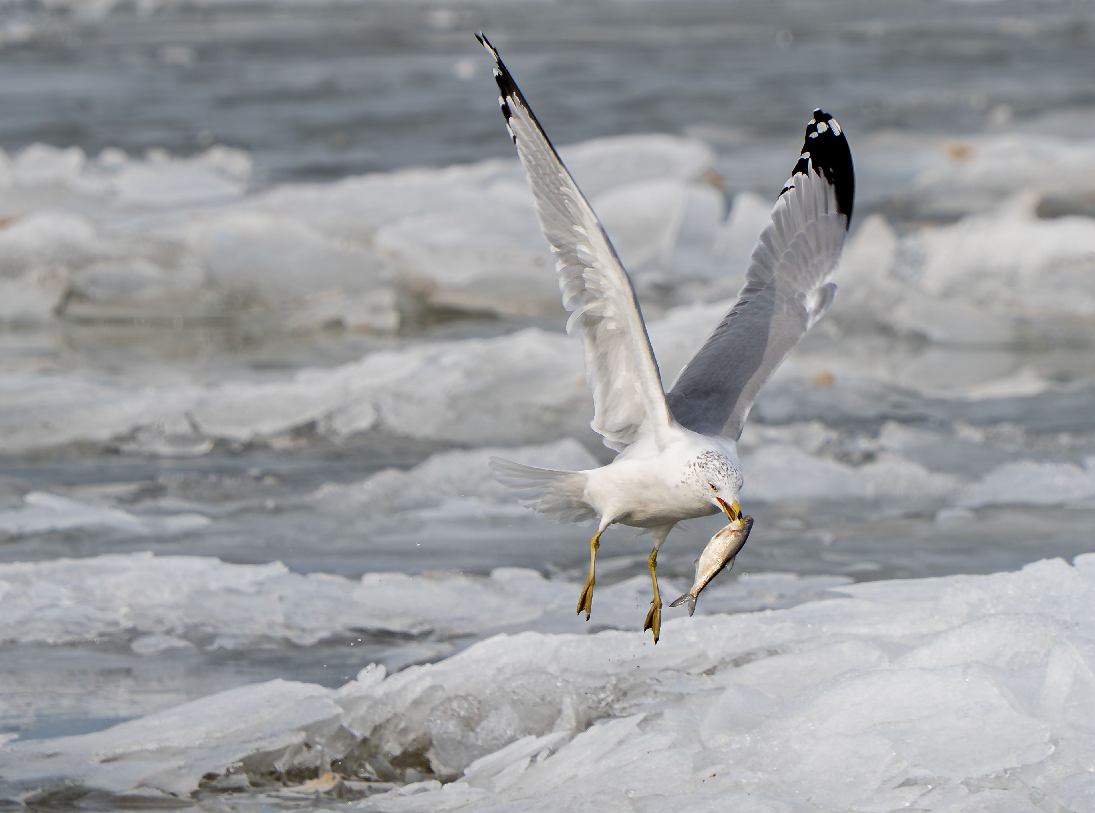 A Ring-billed Gull carrying a fish in its beak while in flight.