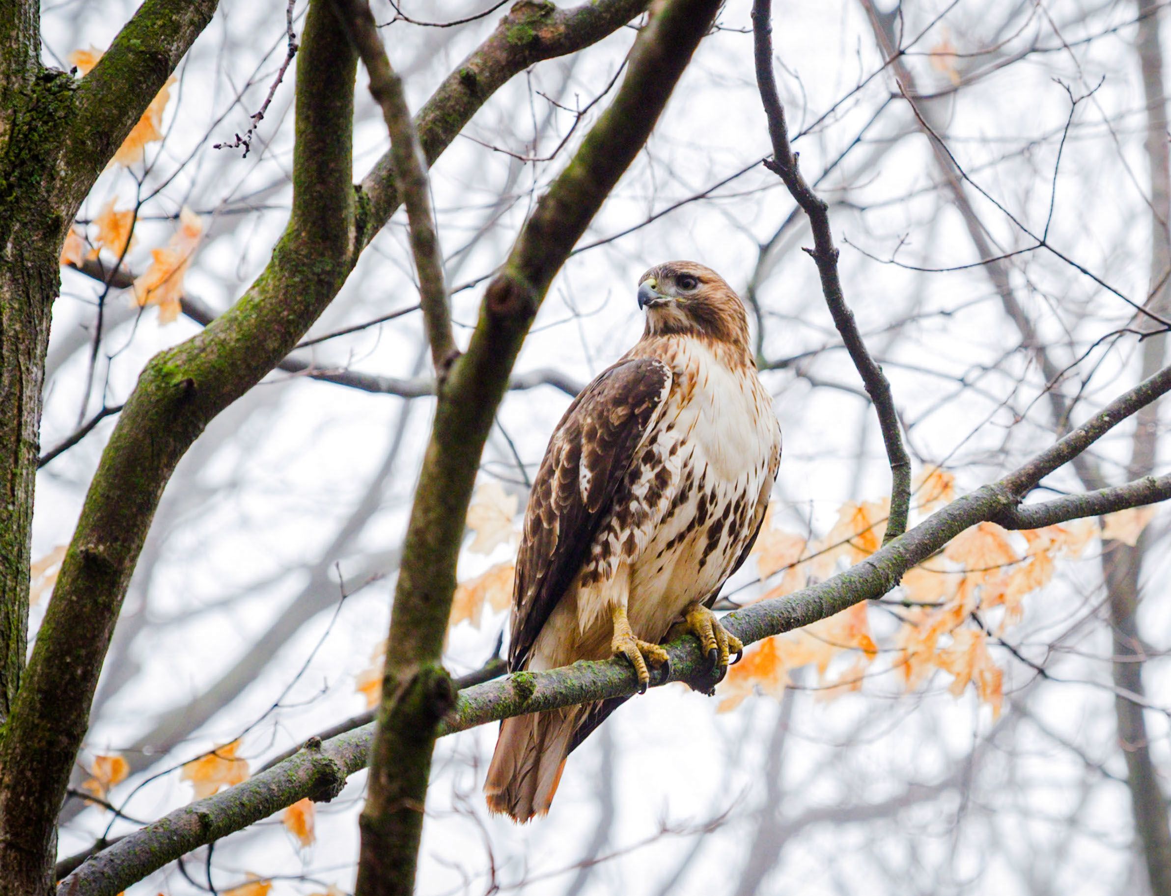 A Red-tailed Hawk perched on a tree branch.