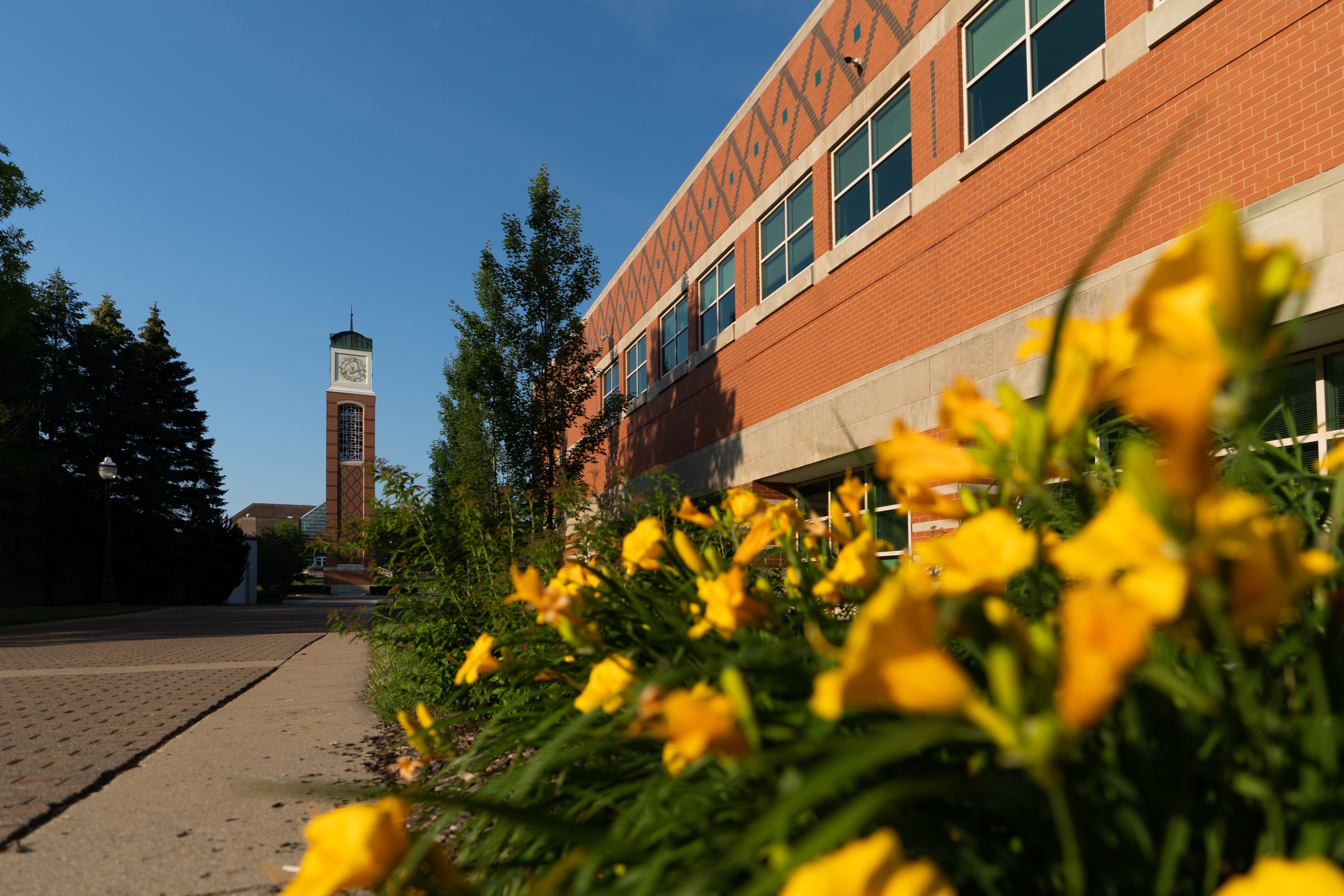 yellow flowers in foreground of Student Services building and Carillon Tower in background